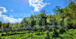 AMPIO TERRENO AGRICOLO