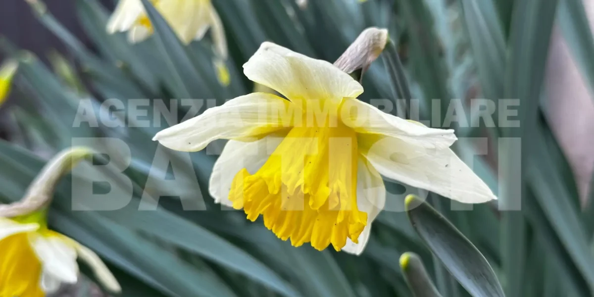 APPARTAMENTO ARREDATO CON GIARDINO