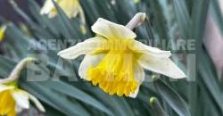 APPARTAMENTO ARREDATO CON GIARDINO