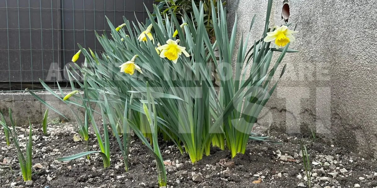 APPARTAMENTO ARREDATO CON GIARDINO