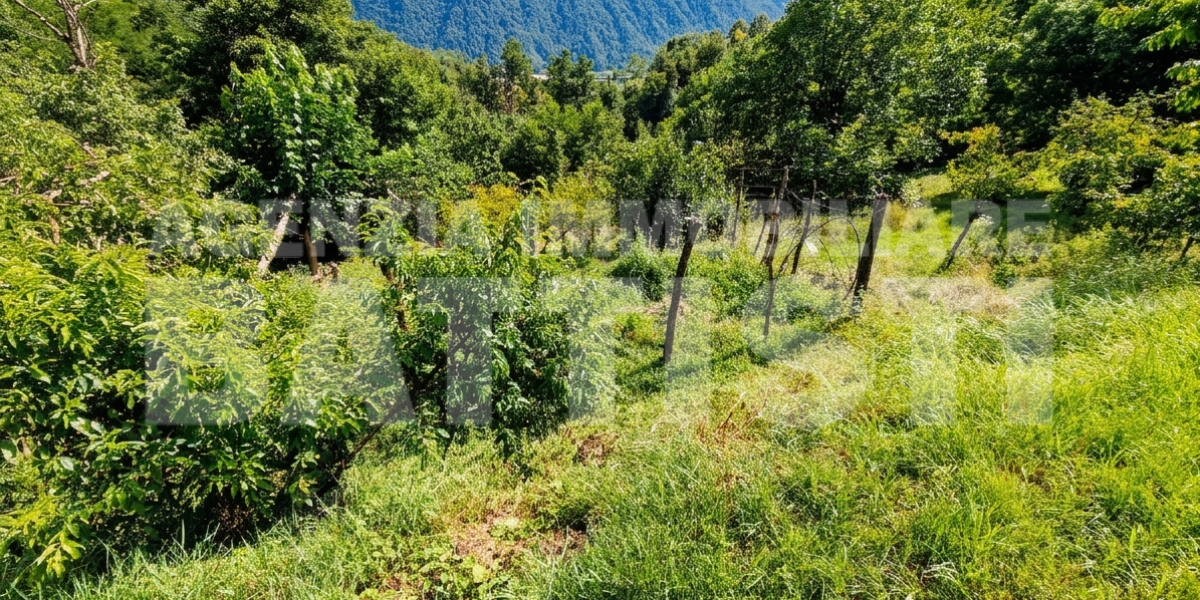 PORZIONE IN COLLINA RISTRUTTURATA